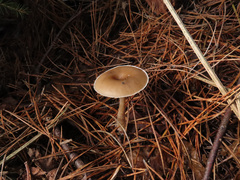 Clitocybe metachroa