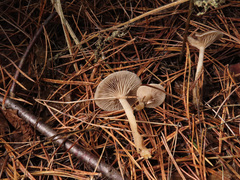 Clitocybe metachroa
