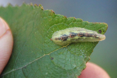 Syrphus