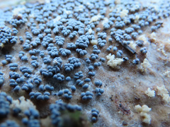 Physarum leucophaeum