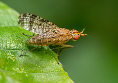 Euthycera chaerophylli