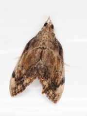 Crocidolomia suffusalis