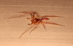 Cheiracanthium gracile