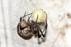 Latrodectus geometricus
