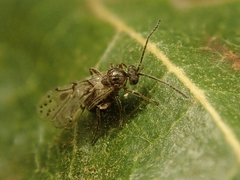 Atrusca clavuloides