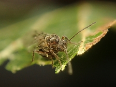 Atrusca clavuloides