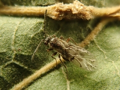 Atrusca clavuloides