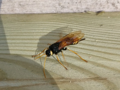 Urocerus gigas