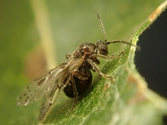 Atrusca clavuloides