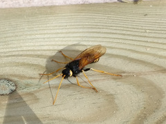 Urocerus gigas