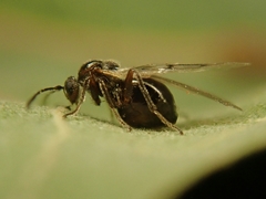 Atrusca clavuloides