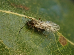 Atrusca clavuloides