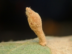 Atrusca clavuloides