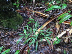 Maltebrunia leersioides image