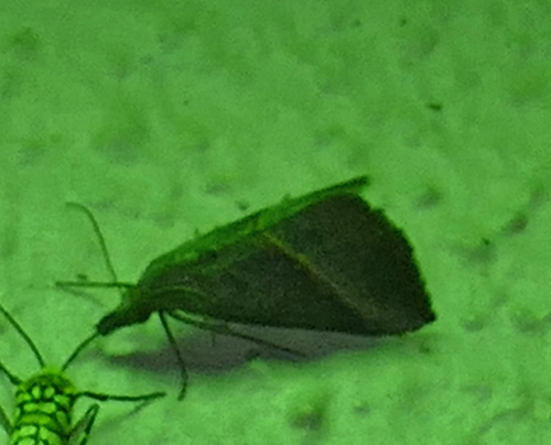 Hypena degesalis photo 2