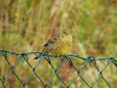 Emberiza citrinella