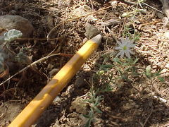 Drymaria arenarioides