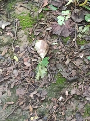 Lissachatina fulica