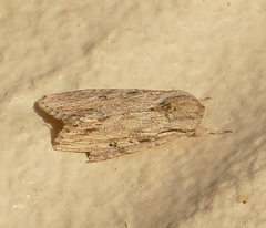 Spodoptera albula