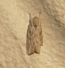 Spodoptera albula
