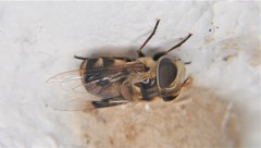 Copestylum quadratum