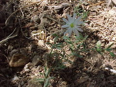 Drymaria arenarioides
