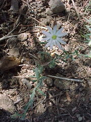 Drymaria arenarioides