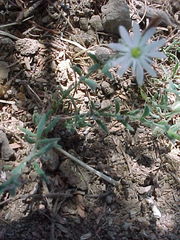 Drymaria arenarioides