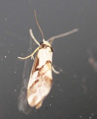 Philenora chionastis