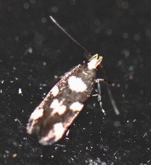 Limnaecia tetraplanetis