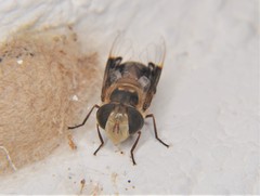 Copestylum quadratum