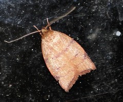 Pycnozancla