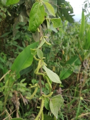 Piperales