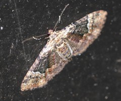 Mnesiloba eupitheciata