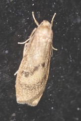 Lambula obliquilinea