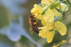 Apis mellifera