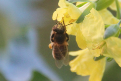 Apis mellifera