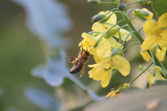 Apis mellifera