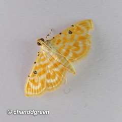 Notarcha aurolinealis