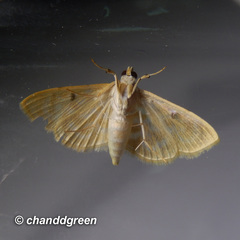Notarcha aurolinealis