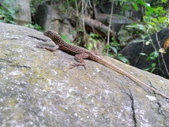 Anolis gadovii