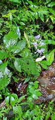 Hydrangea densifolia