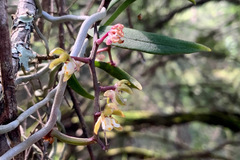 Plectorrhiza tridentata