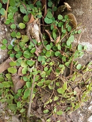 Peperomia serpens