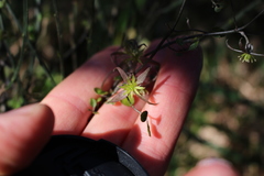 Clematis quadribracteolata