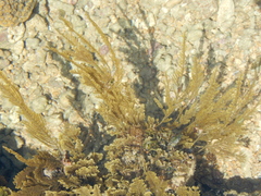 Neoptilota hypnoides
