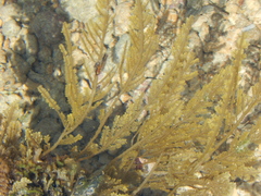 Neoptilota hypnoides