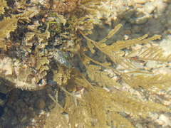 Neoptilota hypnoides