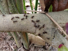 Dolichoderus quadridenticulatus