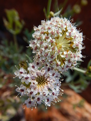 Trachymene glaucifolia
